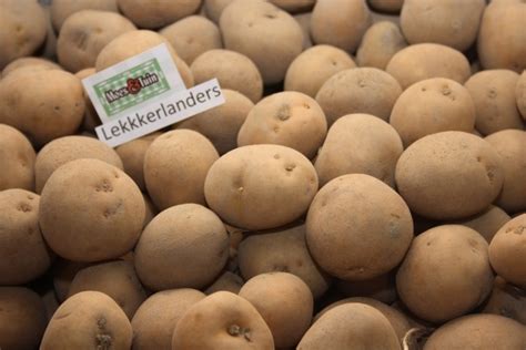 Pootaardappel Lekkerlanders 0.5 kilo .